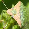 Chinche verde. Green stink bug