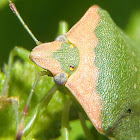 Chinche verde. Green stink bug