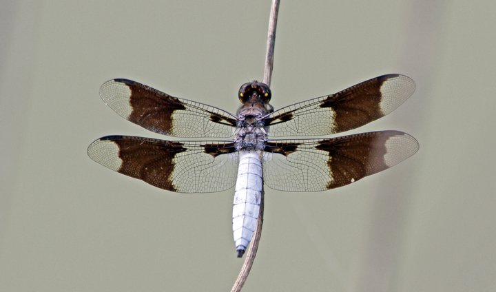 Dragonfly (7)