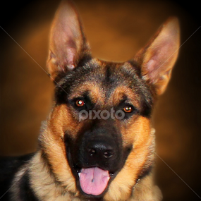 German Shepherd by Dawn Vance - Animals - Dogs Portraits
