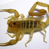 common striped scorpion (pantheriensis morph)