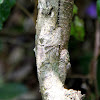 Mossy Leaf-Tailed Gecko