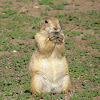 Black-tailed Prairie Dog