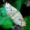 Albizia Defoliator Moth