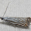 Platytes Moth - Hodges#5394