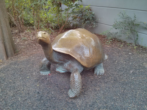 Galapagos Tortoise Statue