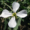 Wild Radish