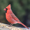 Northern Cardinal