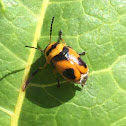 Orange black leaf cylinder beetle