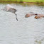 Sandhill cranes (Juvinile & parents)