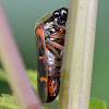 Spittle Bug/Froghopper