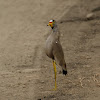 African Wattled-Lapwing