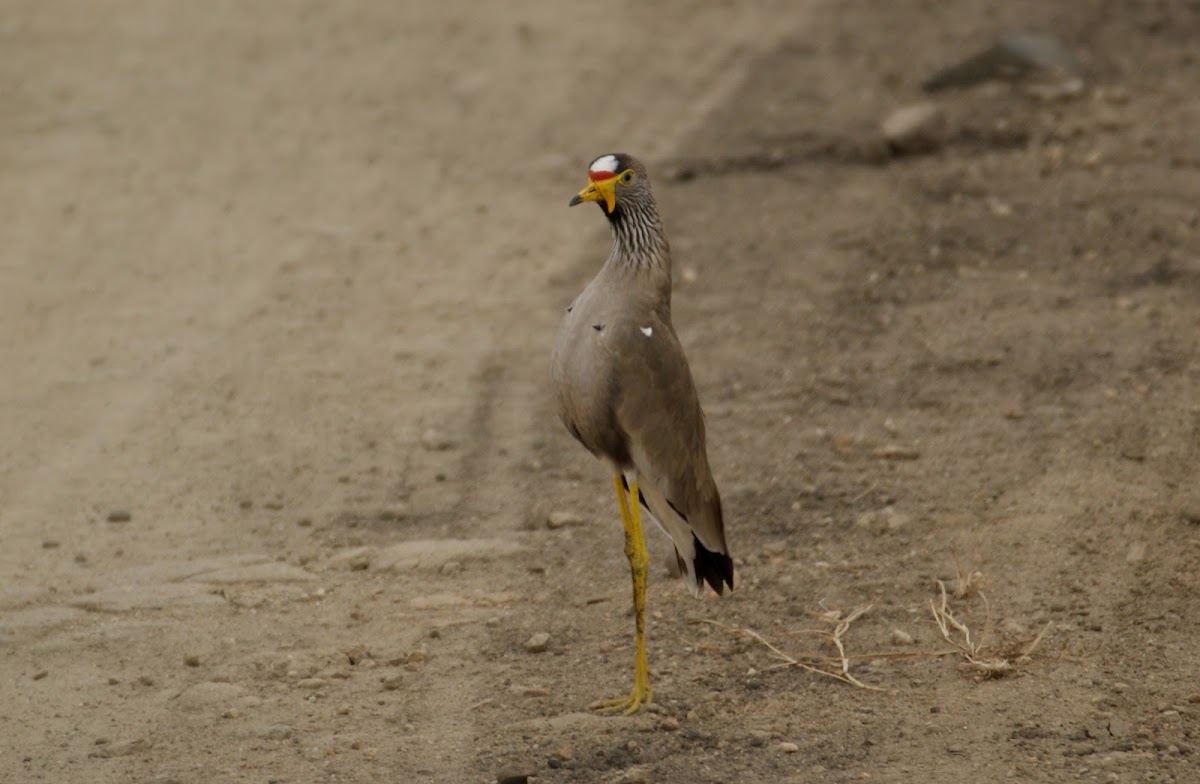 African Wattled-Lapwing
