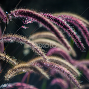 Bend by David Millard - Nature Up Close Leaves & Grasses