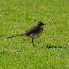 Cape wagtail