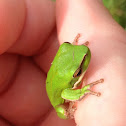 Eastern Dwarf Tree Frog