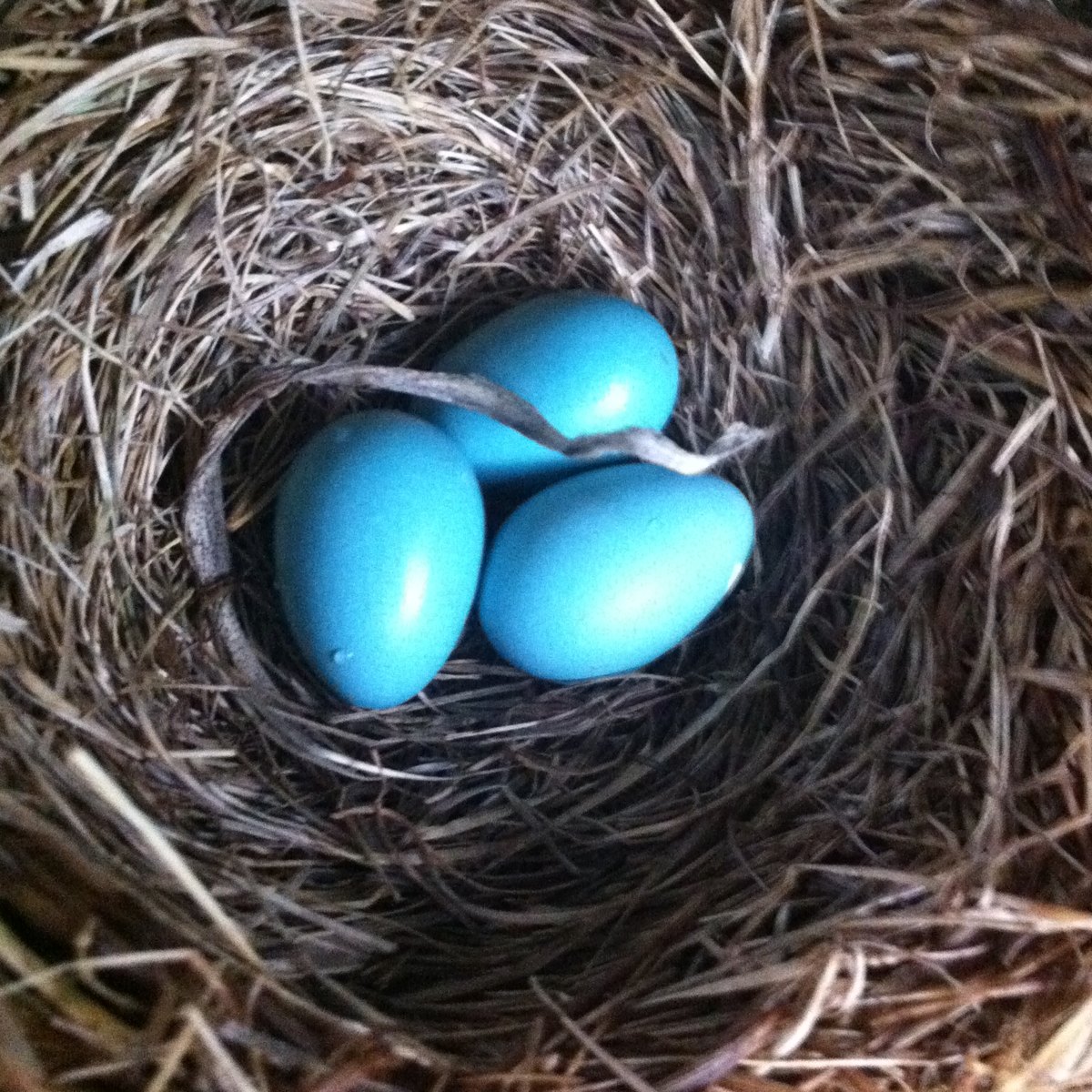 American Robin's nest