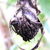 Garden Orb Weaver