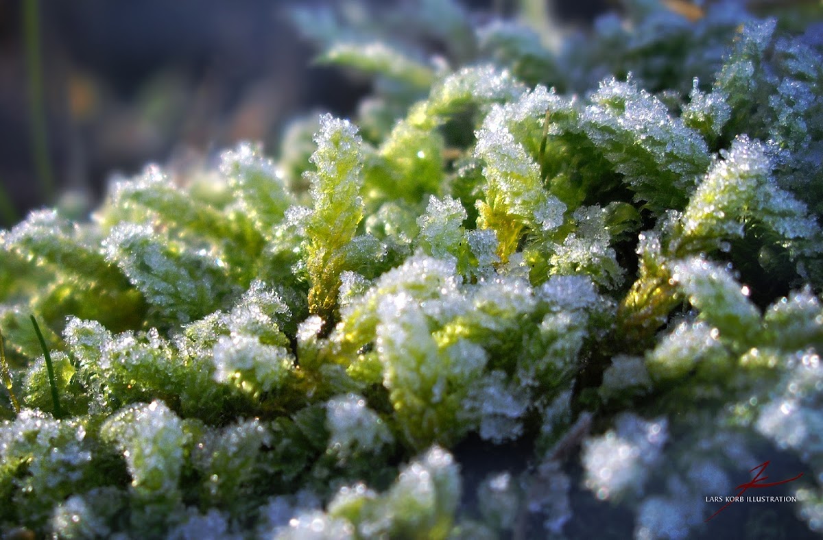 frosted Peat Moss