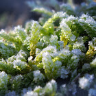frosted Peat Moss