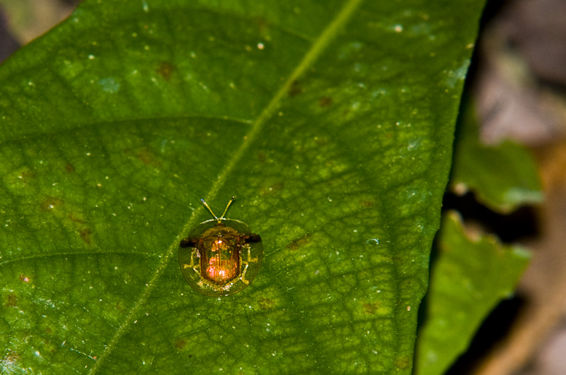 Iridescent Golden Tortoise Beetle