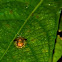 Iridescent Golden Tortoise Beetle