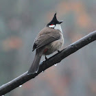 Red-whiskered Bulbul