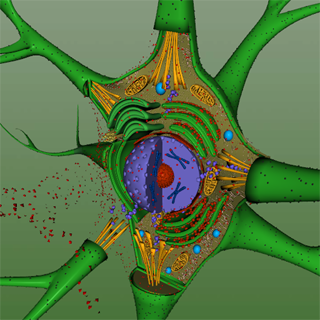 EON 3D Neuron Structure