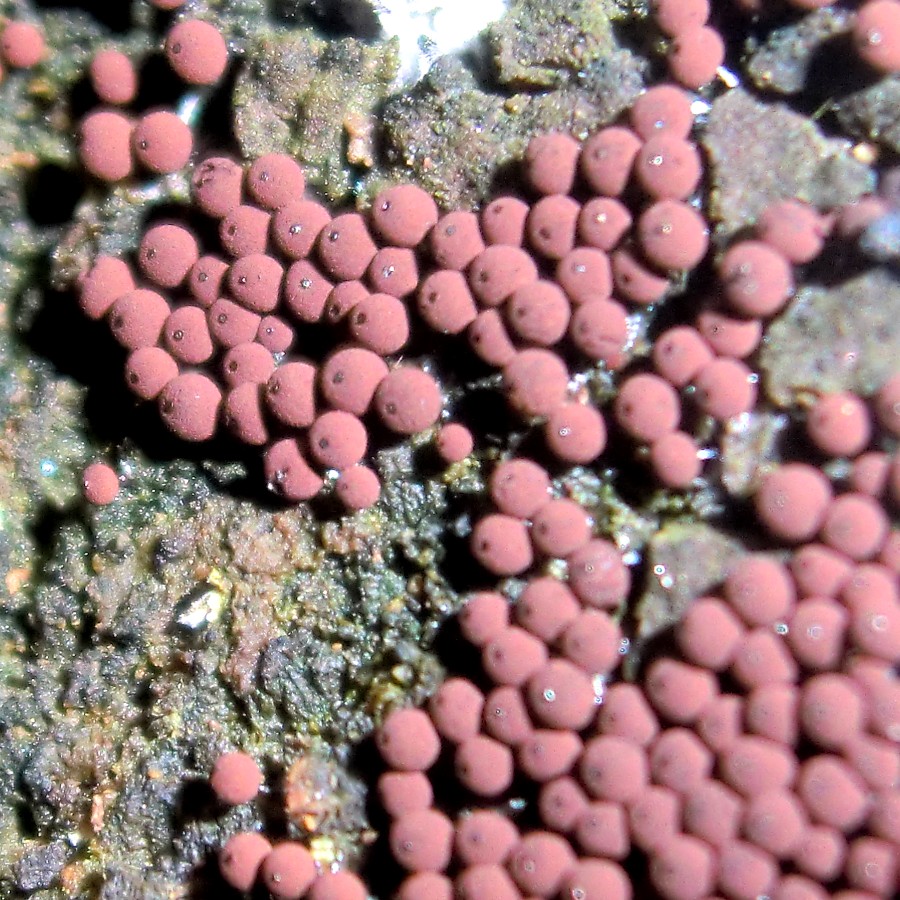 Myxomycete (Slime Mold)