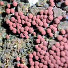Myxomycete (Slime Mold)
