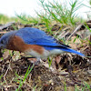 Eastern Bluebird (male)