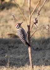Latter-backed Woodpecker