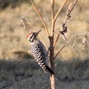 Latter-backed Woodpecker