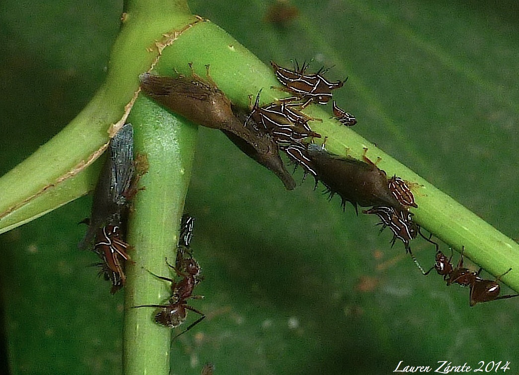 Treehoppers & Ant Caretakers