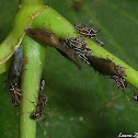 Treehoppers & Ant Caretakers