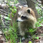 Raccoon, Racoon, Common Raccoon, North American Raccoon, Northern Raccoon, Coon