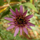 Purple Salsify