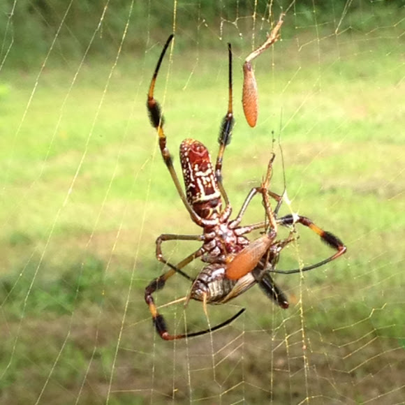 Banana spider (Golden Silk Spider) Project Noah