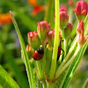 ladybug (& milkweed bug)