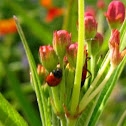 ladybug (& milkweed bug)