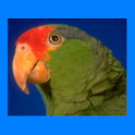 Transclick Translator Parrot logo