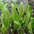 Helecho. Hart's tongue fern