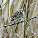 Savannah Sparrow