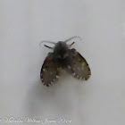 Drain Fly; Mosca de los baños