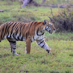 Tigress on her rounds by Nimit Virdi - Animals Lions, Tigers & Big Cats