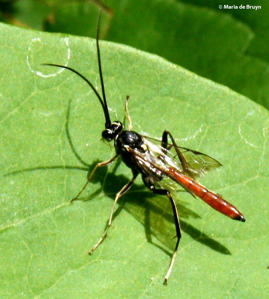 Ichneumon wasp, male
