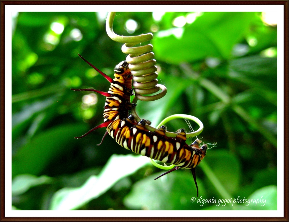The Striped Tiger (Common Tiger) Caterpillar