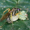 Pompilid wasp and spider