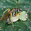 Pompilid wasp and spider
