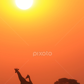 Giraffe Sunset - Tranquility and Peace of Gold by Dries Alberts - Animals Other Mammals